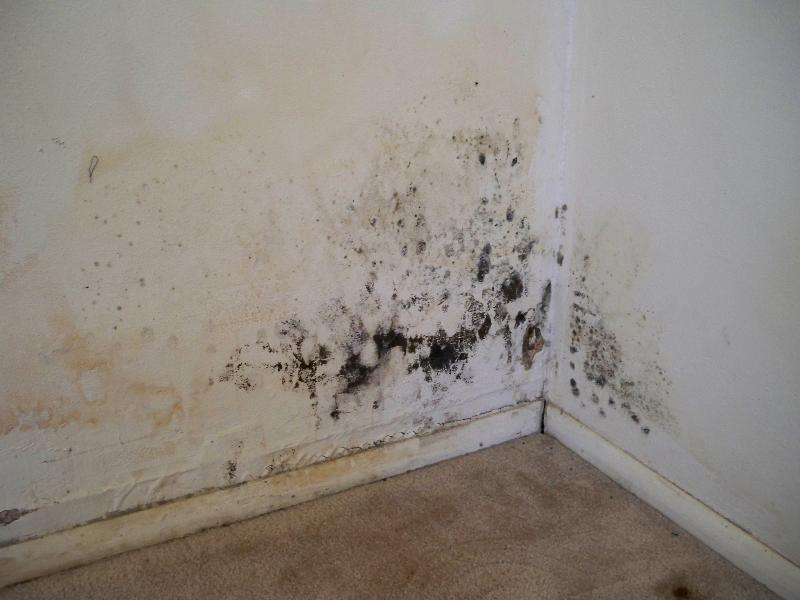 3 Reasons Mold Removal is Best Left to Professionals
